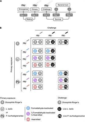 Host Resistance to Bacterial Infection Varies Over Time, but Is Not Affected by a Previous Exposure to the Same Pathogen